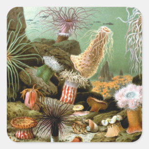 Sticker Carré Anémones de mer Vie marine, Animaux marins vintage