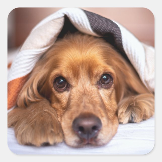 Sticker Carré Anglais Cocker Spaniel Chien (Devant)