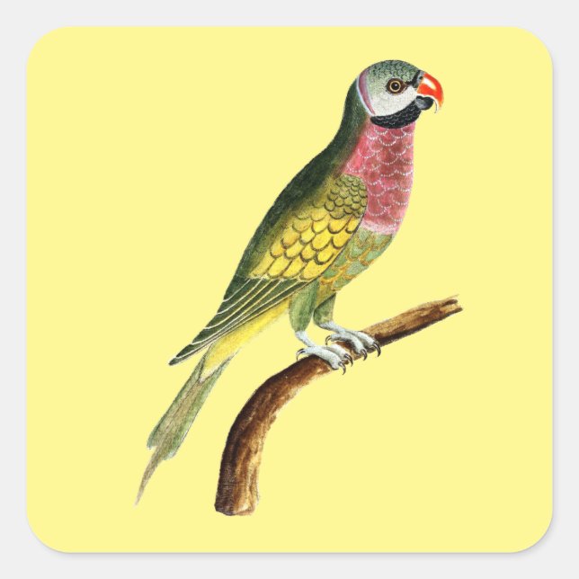 Sticker Carré animal oiseau perroquet coloré (Devant)