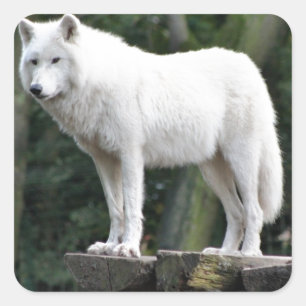 Sticker Carré Animal Wolf Nature Paix Aimer Destinée