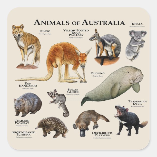 Sticker Carré Animaux d'Australie (Devant)