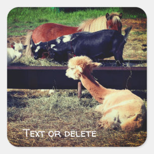 Sticker Carré Animaux de ferme amis Nature Personnalisée
