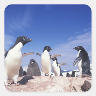 Sticker Carré Antarctique, Adelie Penguin Pygoscelis