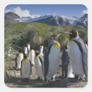 Sticker Carré Antarctique, île de Géorgie du Sud Royaume-Uni), r