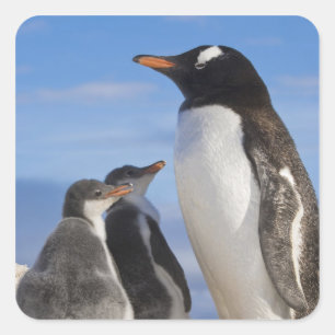 Sticker Carré Antarctique, Neko Cove (port). Manchot gentoo 2
