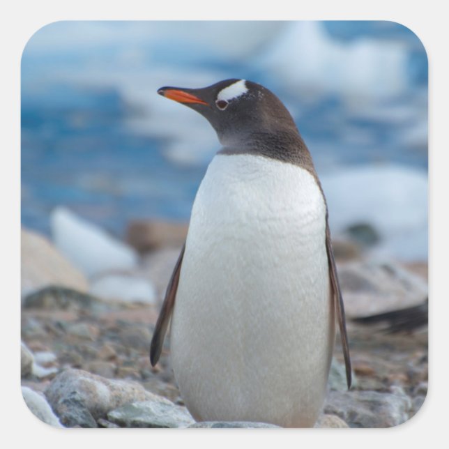 Sticker Carré Antarctique. Neko Harbour. Penguin Gentoo (Devant)