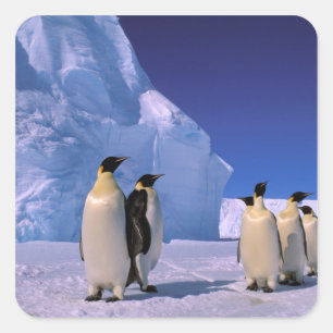 Sticker Carré Antarctique, Territoire antarctique australien, 7