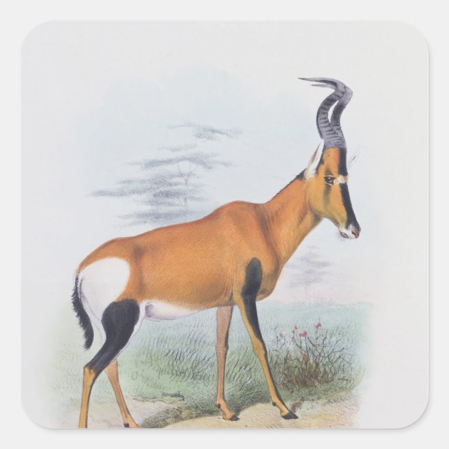 Sticker Carré Antelope, du livre d'Antelopes, (Devant)