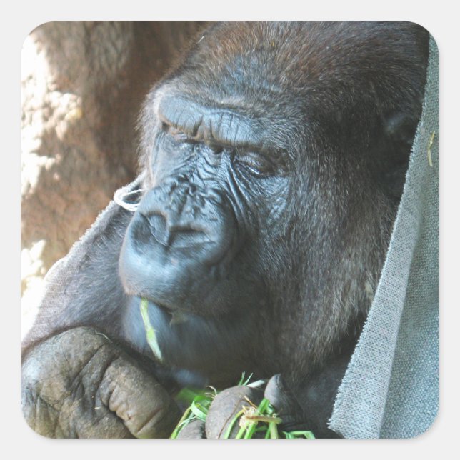 Sticker Carré Ape hood ~ Japonais Gorilla Manger (Devant)