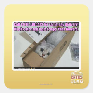 Sticker Carré Appel 1-800-LOLCATS