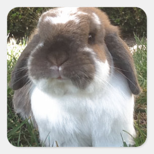 Sticker Carré Apportez un peu de fureur dans votre vie !