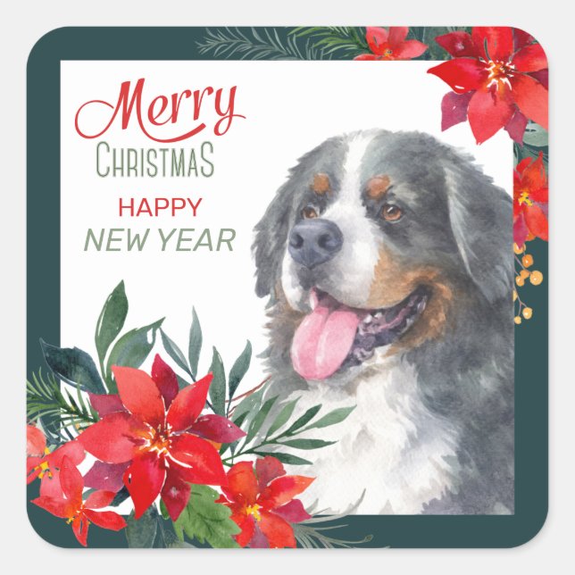 Sticker Carré Aquarelle Bernese Mountain Dog Poinsettia (Devant)