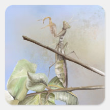 Aquarelle de Mantis priant