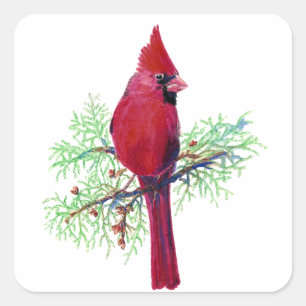 Sticker Carré Aquarelle Noël Cardinal Oiseau rouge