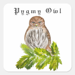 Sticker Carré Aquarelle Saw Whet Cute Little Owls