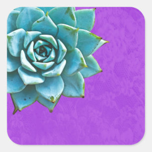 Sticker Carré Aquarelle Succulente dentelle pourpre