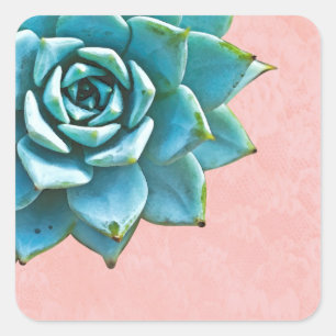 Sticker Carré Aquarelle Succulente Dentelle rose
