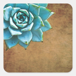 Sticker Carré Aquarelle Succulente Rustique Brown