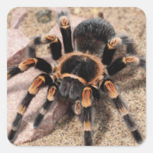 Sticker Carré Araignée de Tarantula au genou rouge mexicain