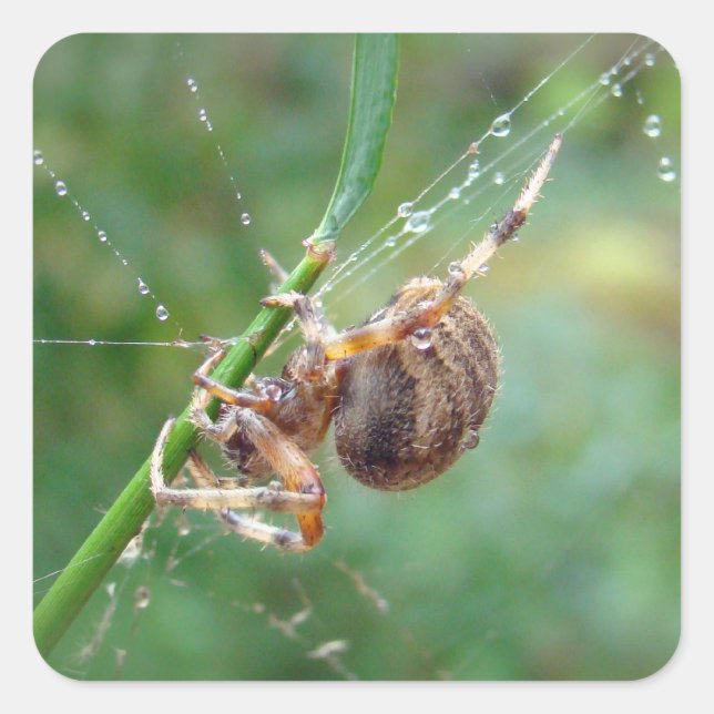 Sticker Carré Araneus - Orb Weaver Spider (Devant)