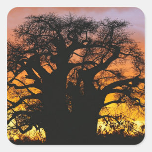 Sticker Carré arbre baobab africain, Adansonia digitata,