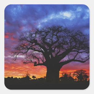 Sticker Carré arbre baobab africain, Adansonia digitata, 2