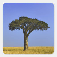 Arbre d'acacia isolé dans les plaines herbeuses, M