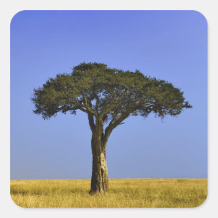 Sticker Carré Arbre d'acacia isolé dans les plaines herbeuses, M