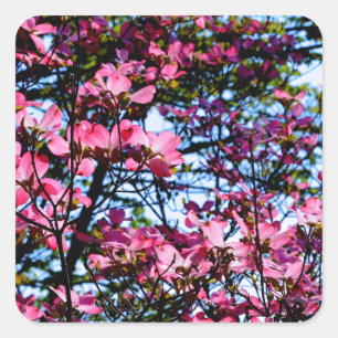 Sticker Carré Arbre de Dogwood rose