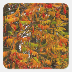 Sticker Carré Arbre de sumac de couleur automnale à Whitefish,