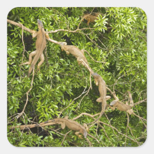 Sticker Carré Arbre d'Iguana