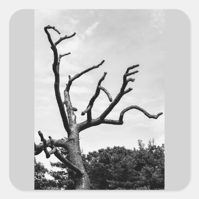 Sticker Carré arbre libre (Devant)