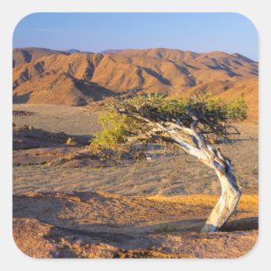 Sticker Carré Arbre noueux et terres désertiques, Richtersveld