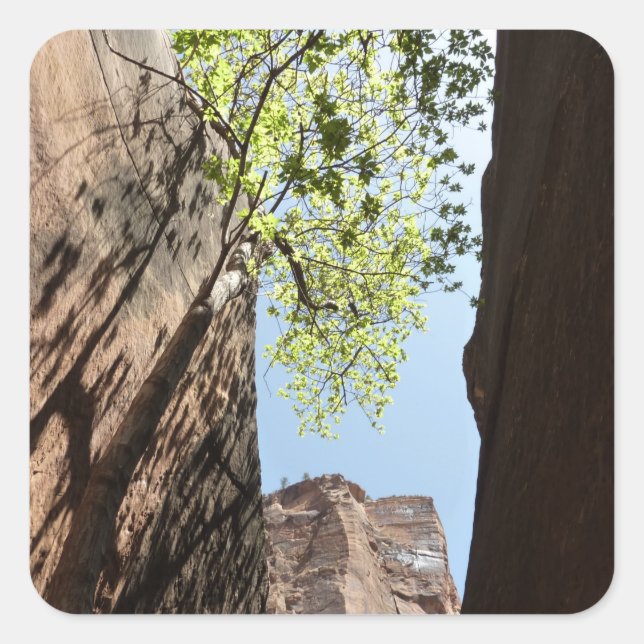 Sticker Carré Arbre qui pousse entre les rochers dans le parc na (Devant)
