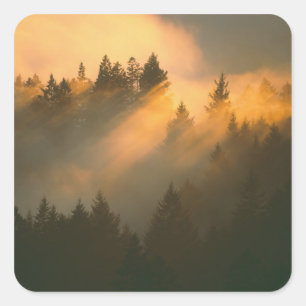 Sticker Carré Arbres de séquoia dans le brouillard côtier, comté