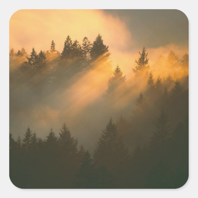 Sticker Carré Arbres de séquoia dans le brouillard côtier, comté (Devant)
