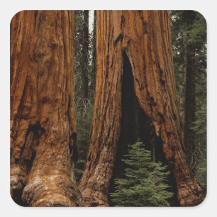 Sticker Carré Arbres de séquoia, Parc national de Sequoia.