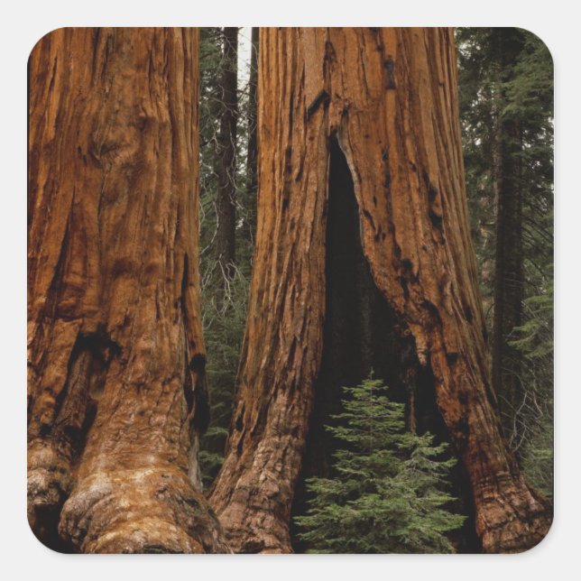Sticker Carré Arbres de séquoia, Parc national de Sequoia. (Devant)