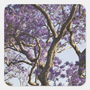 Sticker Carré Arbres Jacaranda en fleurs dans le parc New Farm,