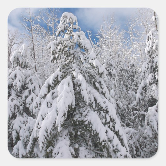 Sticker Carré Arbres neigeux (Devant)