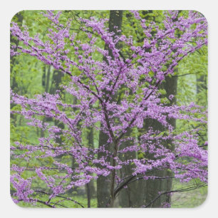Sticker Carré Arbres rouges en pleine floraison printanière pr