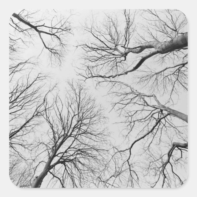 Sticker Carré Arbres sans feuilles dans le bois de Thiepval (Devant)