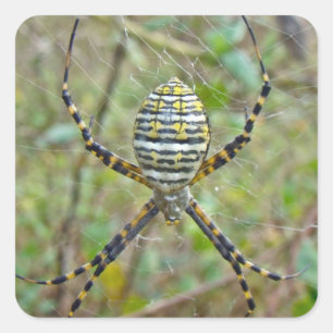 Sticker Carré Argiope trifasciata Orb Weaver Spider