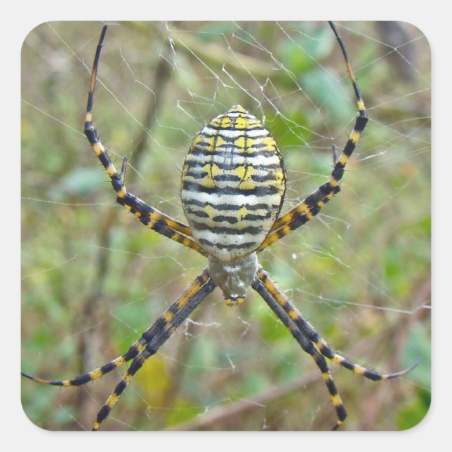 Sticker Carré Argiope trifasciata Orb Weaver Spider (Devant)
