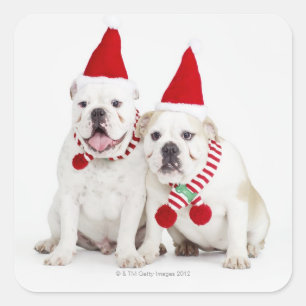 Sticker Carré arrière - plan blanc, bouledogues blancs, chien