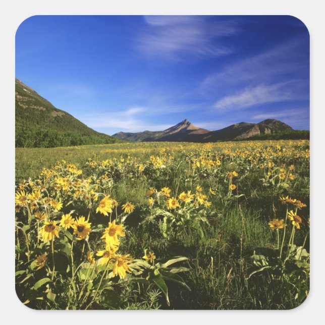 Sticker Carré Arrowleaf balsomroot couvre la prairie avec (Devant)
