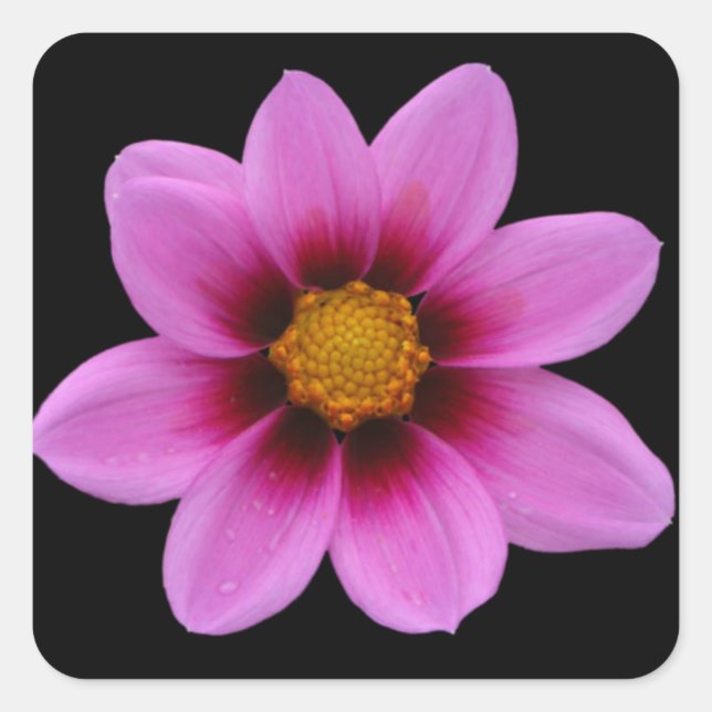 Sticker Carré Art Floral rose (Devant)