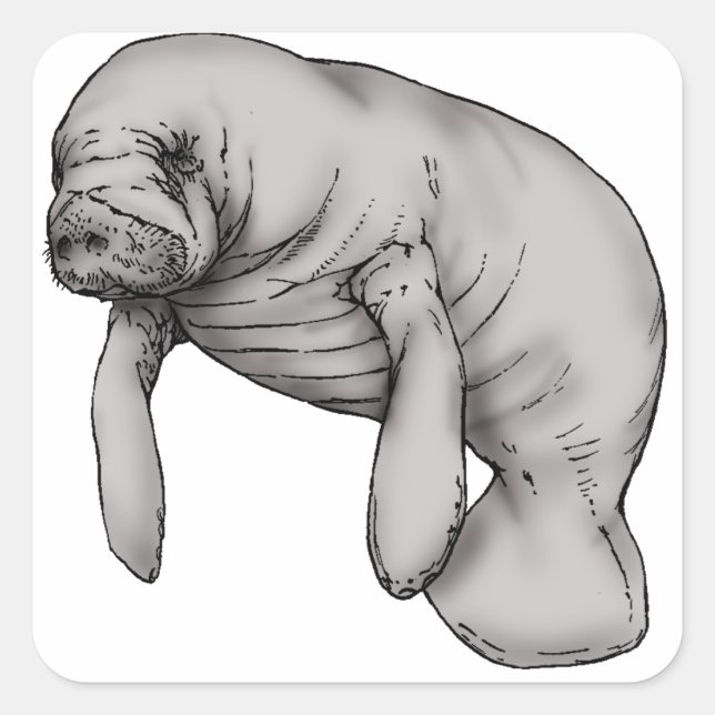Sticker Carré art manatee (Devant)