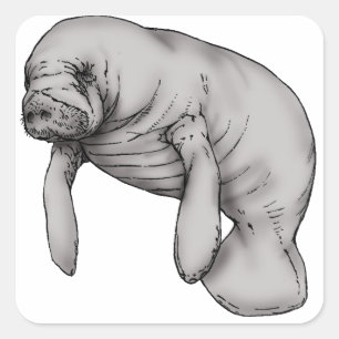 Sticker Carré art manatee