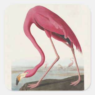 Sticker Carré Art Vintage Audubon Flamant rose Américain Oiseau 